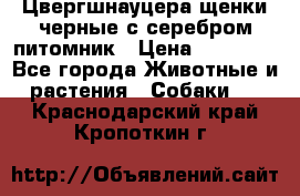 Цвергшнауцера щенки черные с серебром питомник › Цена ­ 30 000 - Все города Животные и растения » Собаки   . Краснодарский край,Кропоткин г.